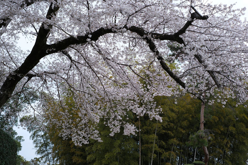 後楽園の桜4