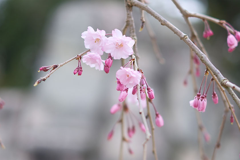 後楽園の桜5