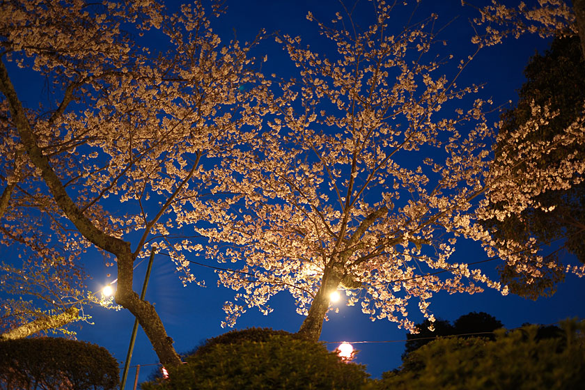 植物園の夜桜