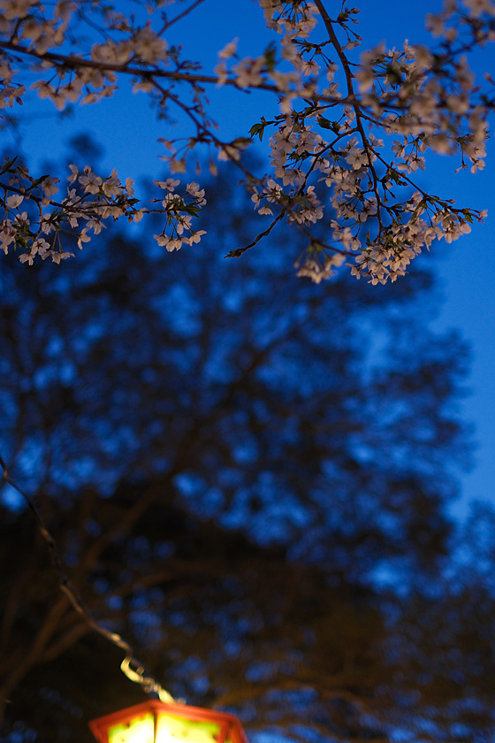 夜桜4