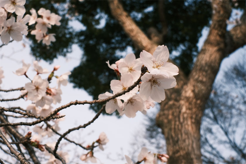 ウルトラマンレンズ5