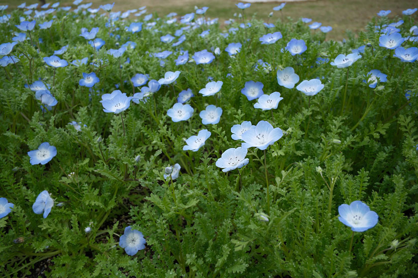 ネモフィラ