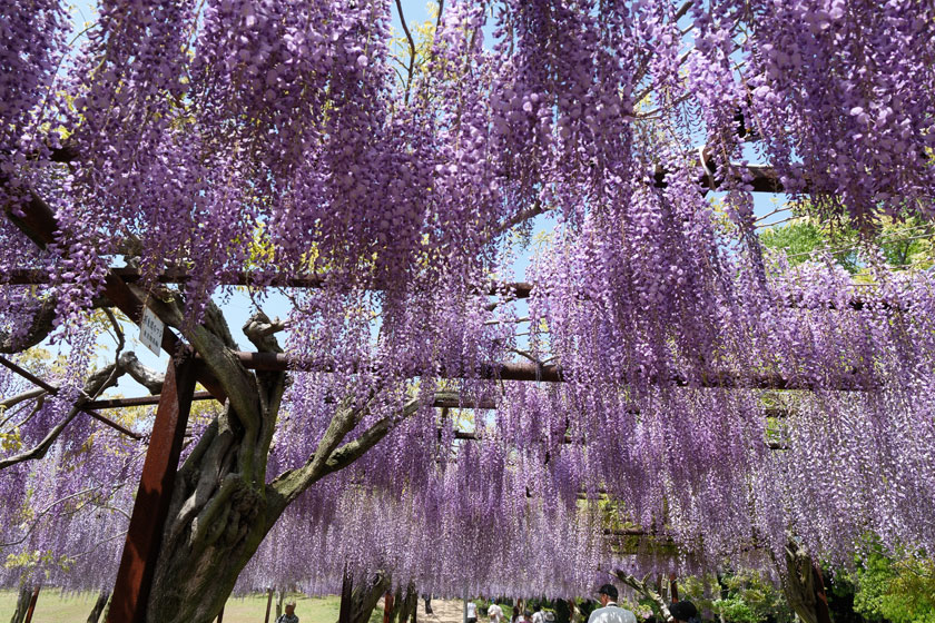 和気の藤公園 1