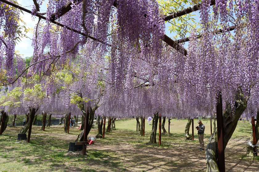 藤公園3