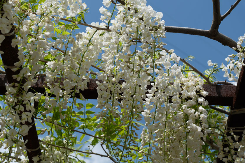 和気の藤公園 2