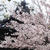 鶴形山　観龍寺の桜