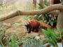上野動物園・レッサーパンダ