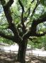 閑谷学校の樹