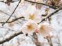 津山城の桜