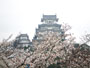 姫路城と桜