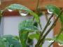 雨あがり