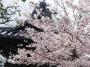 鶴形山　観龍寺の桜