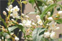 ハイノキの花
