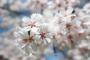 近所の桜