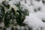 雪が積もった