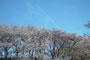 桜と飛行機雲