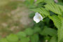 小花道 #1