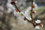 梅の花散歩