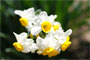 水仙の花散歩