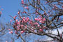梅の花散歩 2