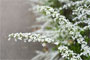 小花道 #6