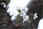 後楽園の桜