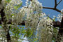 和気の藤公園 2