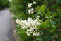 小花道 #16