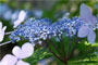 紫陽花散歩