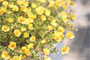 小花道 #17