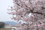 桜リベンジ