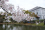 公園の桜