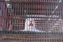 池田動物園
